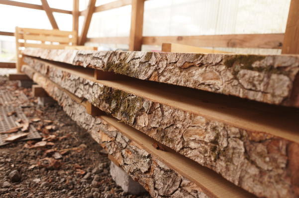 モミの木天然木一枚板