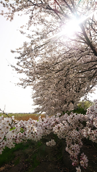 満開の桜