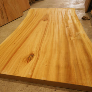 表情豊かなクスノキ