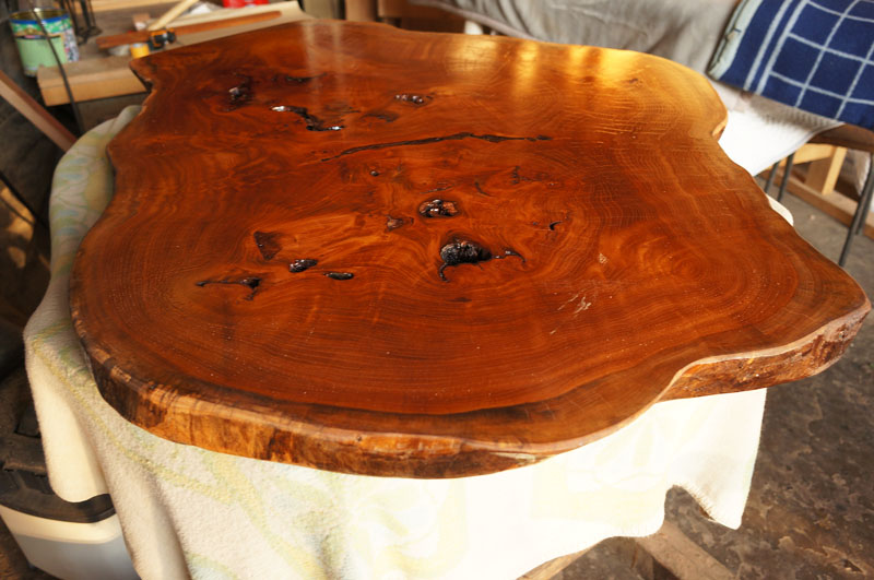 ケヤキの輪切り