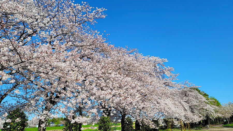 満開の桜