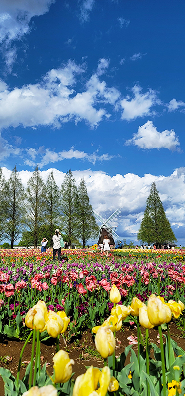 チューリップのある公園