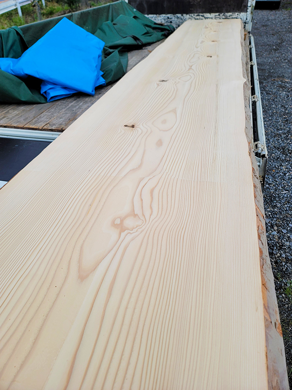 モミノキ一枚板