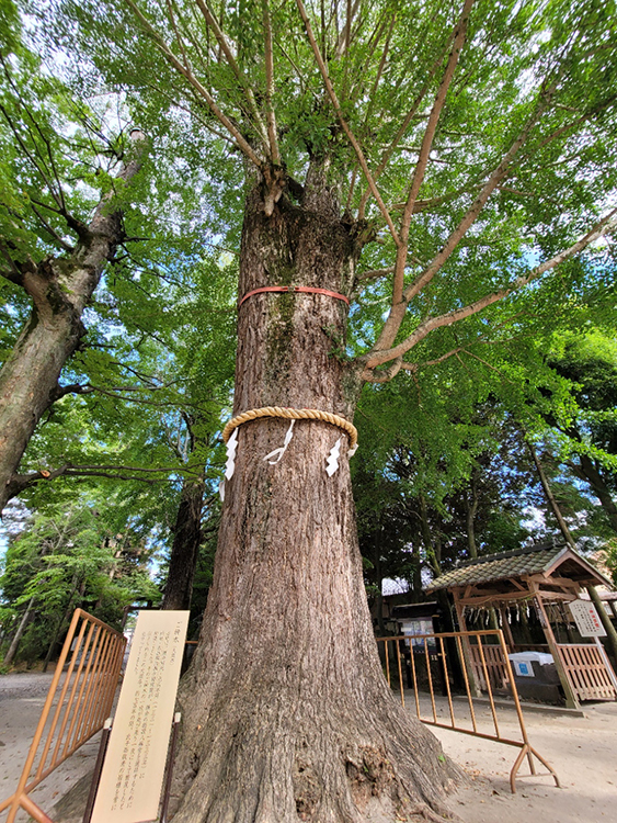 ご神木