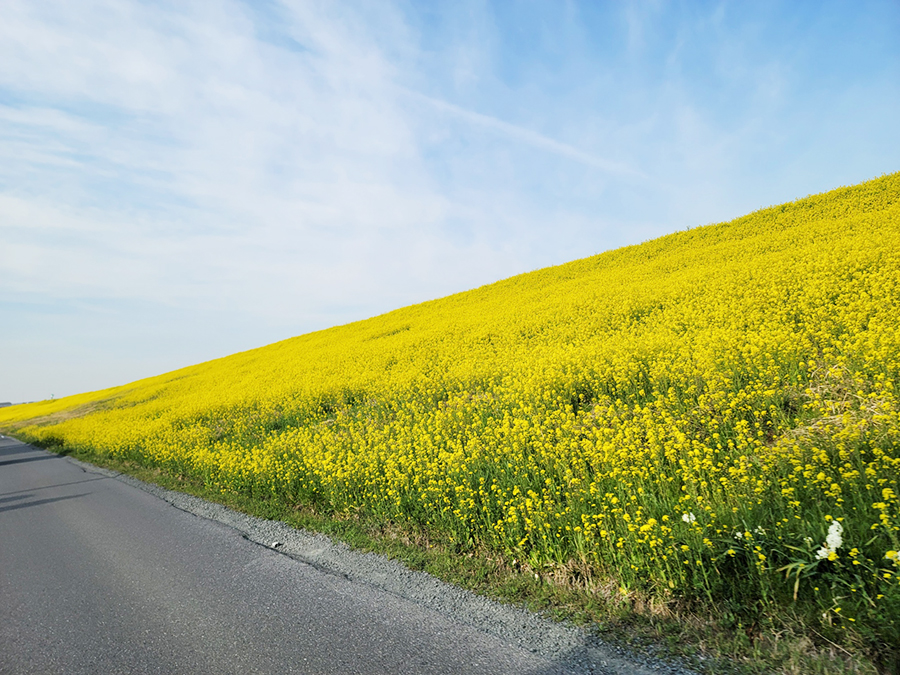 菜の花2023