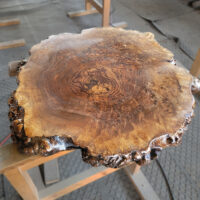 ブラックウォルナット瘤