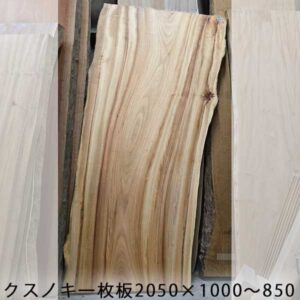 クスノキtop画像