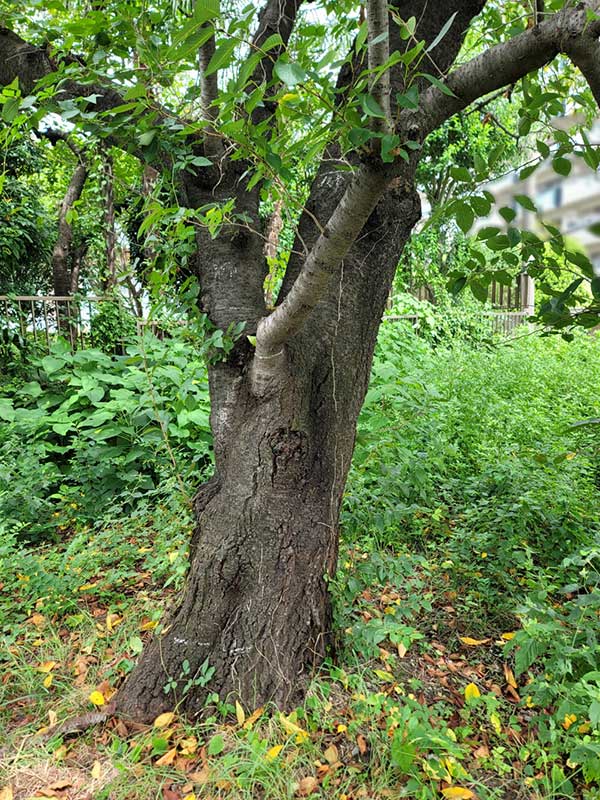 桜の立ち木